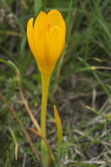 Crocus scharojanii