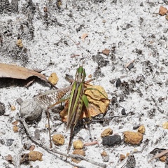 Metaballus frontalis