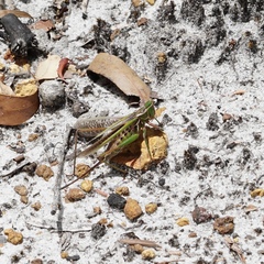 Metaballus frontalis