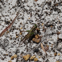 Metaballus frontalis