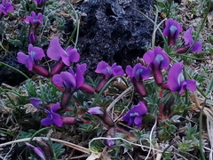 Oxytropis revoluta