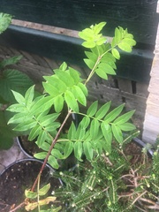 Syringa pinnatifolia
