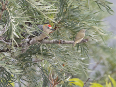 Melanerpes rubricapillus