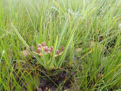 Asclepias crassinervis