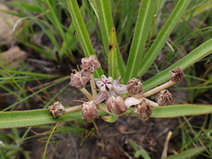 Asclepias crassinervis