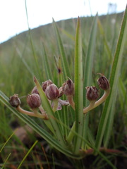 Asclepias crassinervis