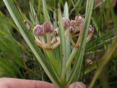 Asclepias crassinervis