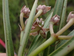 Asclepias crassinervis