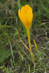 Crocus scharojanii