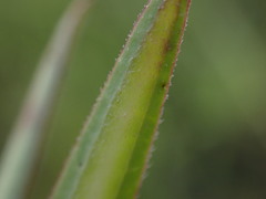 Asclepias crassinervis