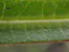 Asclepias crassinervis