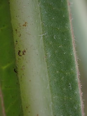 Asclepias crassinervis