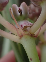 Asclepias crassinervis