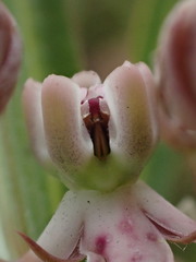 Asclepias crassinervis