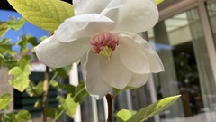 Magnolia sieboldii