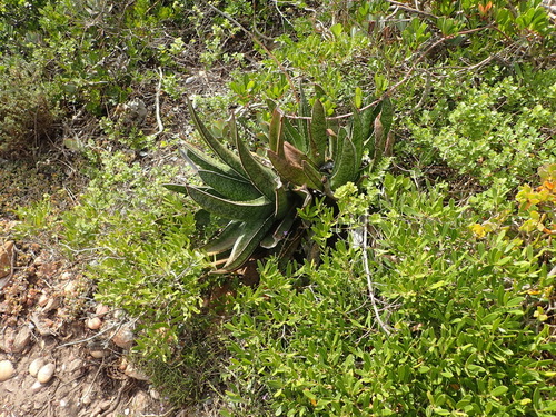 Image of Gasteria acinacifolia by (c) Nicola van Berkel, some rights reserved (CC BY-SA)