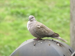 Streptopelia decaocto