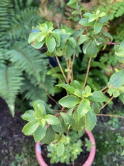 Enkianthus cernuus
