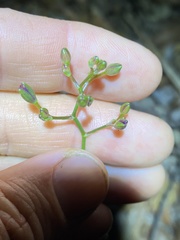 Murdannia graminea