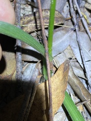 Murdannia graminea
