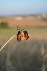 Zygaena erythrus