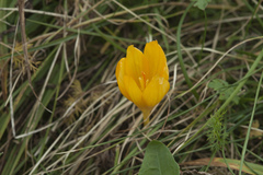 Crocus scharojanii