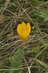 Crocus scharojanii