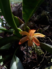Maxillaria rufescens