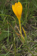 Crocus scharojanii