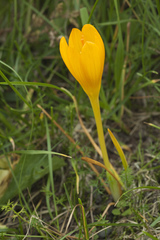 Crocus scharojanii