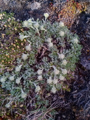 Artemisia glomerata