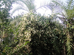 Clematis loureiriana