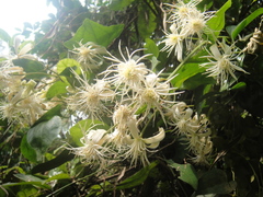Clematis loureiriana