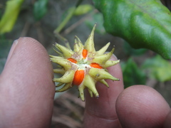 Euonymus acanthocarpus