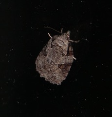 Apotomis infida