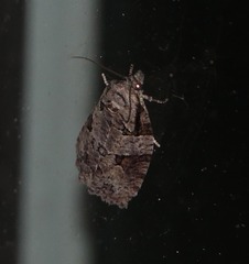 Apotomis infida