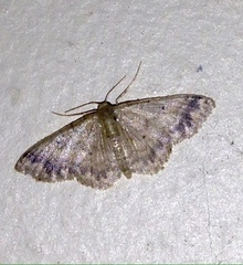 Idaea pilosata