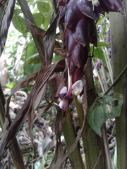 Calathea erythrolepis