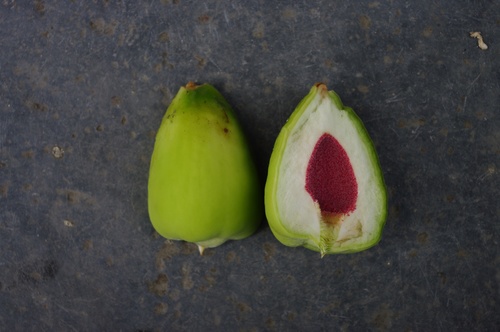 Climbing fig
