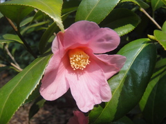 Camellia uraku