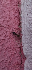 Camponotus sericeiventris