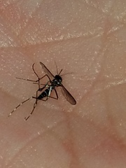 Stegomyia