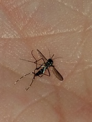 Stegomyia