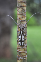 Prosopocera paykulli