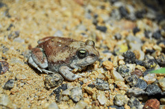 Tomopterna marmorata