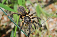 Ceratogyrus dolichocephalus