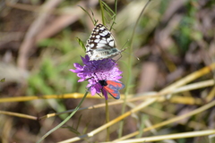 Zygaena erythrus