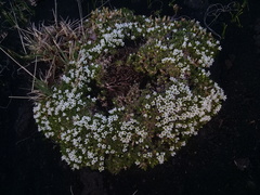 Pseudocherleria macrocarpa