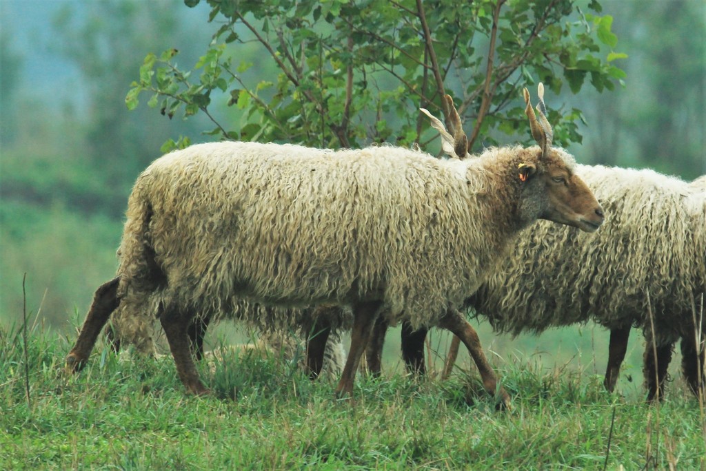domestic-sheep-ovis-aries-aries-know-your-mammals
