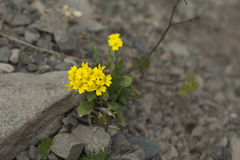 Draba hispida